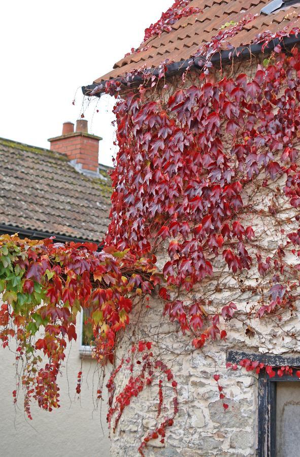 Westbury Cross House Bed & Breakfast Exterior foto